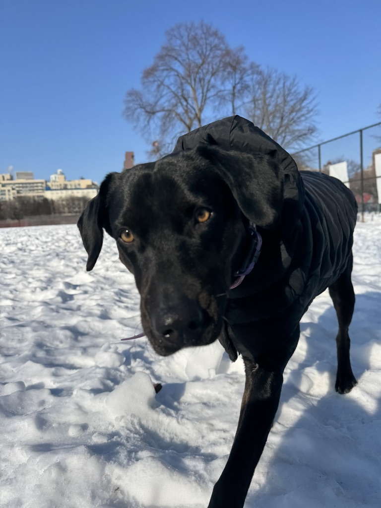 Fable in the snow in her black coat